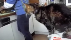 喵星人失足集锦