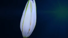 石进,音乐短片 - 就这样远远地看着你