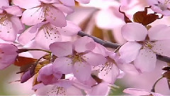 Andre Gagnon - L'Amour reve