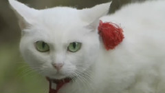 影视原声 - 映画<猫侍 南の島へ行く>特報