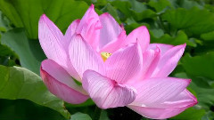 Kenny G - Theme From Dying Young