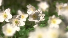 Giovanni Marradi,轻音乐 - A Whiter Shade Of Pale