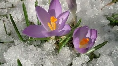 Giovanni Marradi - Lultima Beve Di Primavera