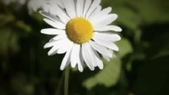 Giovanni Marradi - Forever Beautiful