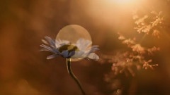 Giovanni Marradi - Shadows