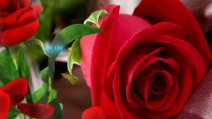 Giovanni Marradi - Tango de roses