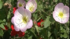 野村 宗次郎 - What A Friend