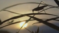 野村 宗次郎 - 悲しみの果て