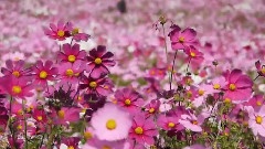 风景,轻音乐 - 东京昭和纪念公园的波斯菊