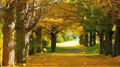 风景,轻音乐 - 昭和记念公园银杏落叶