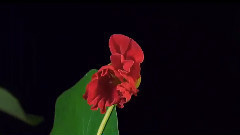 Giovanni Marradi,音乐短片 - Честита пролет - For You