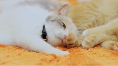 猫电视剧<喵喵喵喵食堂> 第一话