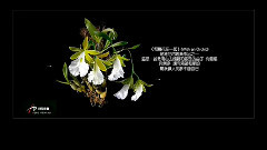 Yanni - 和兰花在一起 (With An Orchid.)