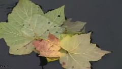 Leonard Cohen,音乐短片 - You Got Me Singing