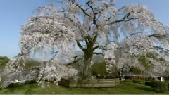 民乐群星,音乐短片 - 我从草原来