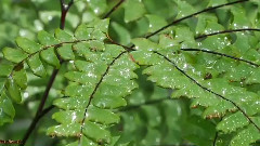 Ernesto Cortazar,音乐短片 - Concerto De Aranjuez