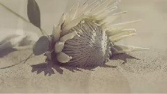 LiSA(日本) - シルシ