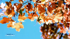 Ernesto Cortazar - Beethoven's Silence