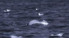 Stamatis Spanoudakis - Waves - Stamatis Spanoudakis