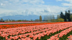 蔡淳佳,音乐短片 - 爱如潮水