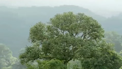 Yanni,音乐短片 - Before I Go Wonderful Chill Out Music - Jungles