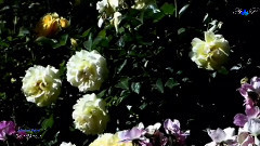 Michel Pépé - Fleur d'Amour