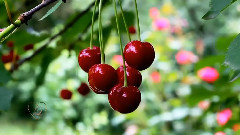 Giovanni Marradi,音乐短片 - Peacefully & Just For You