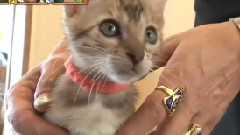 ペットの王国 ワンだランド