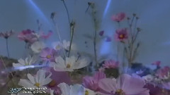 Giovanni Marradi,音乐短片 - Garden Of Dreams