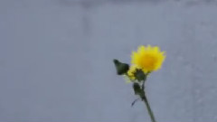 Death Cab For Cutie - Home Is A Fire