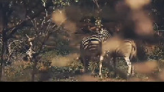 2014 Ultra电音节 南非站