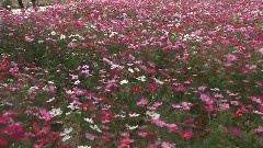 风景 - 台湾台中县新社