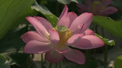 风景 - 台湾台南县白河