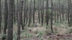 Le Chant Des Sirenes