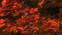 Ernesto Cortazar - Leaves In The Wind