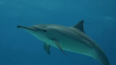 Barcarolle From The Tales Of Hoffmann