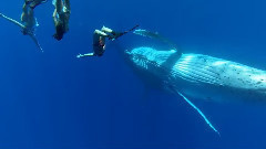 环游世界:惊险刺激的梦幻之旅