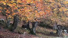 Duet From The Pearl Fishers