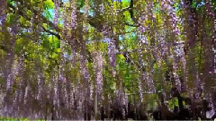 阿凡达里的灵魂树 - 紫藤