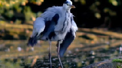 Andre Rieu - Medley Strauss & Co