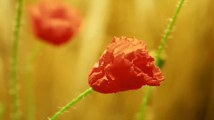 心兰相随 With an Orchid