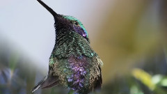 Giovanni Marradi,轻音乐 - Forever Beautiful