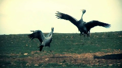 Sigur Rós - Hoppipolla