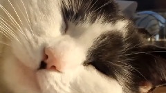 Sunrise 中英字幕版