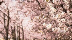 手嶌葵 - さくら 饭制版