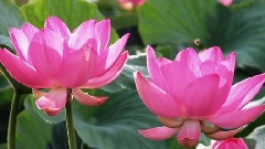 Giovanni Marradi - On Herring Pond