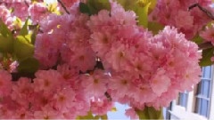 Giovanni Marradi - Renaissance