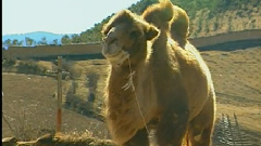 民乐群星 - 阳关三叠