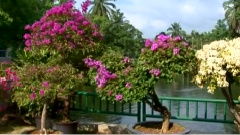 民乐群星 - 彩云追月