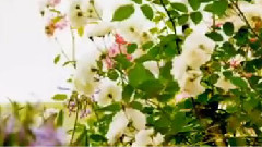 Giovanni Marradi,音乐短片 - Garden Of Dreams